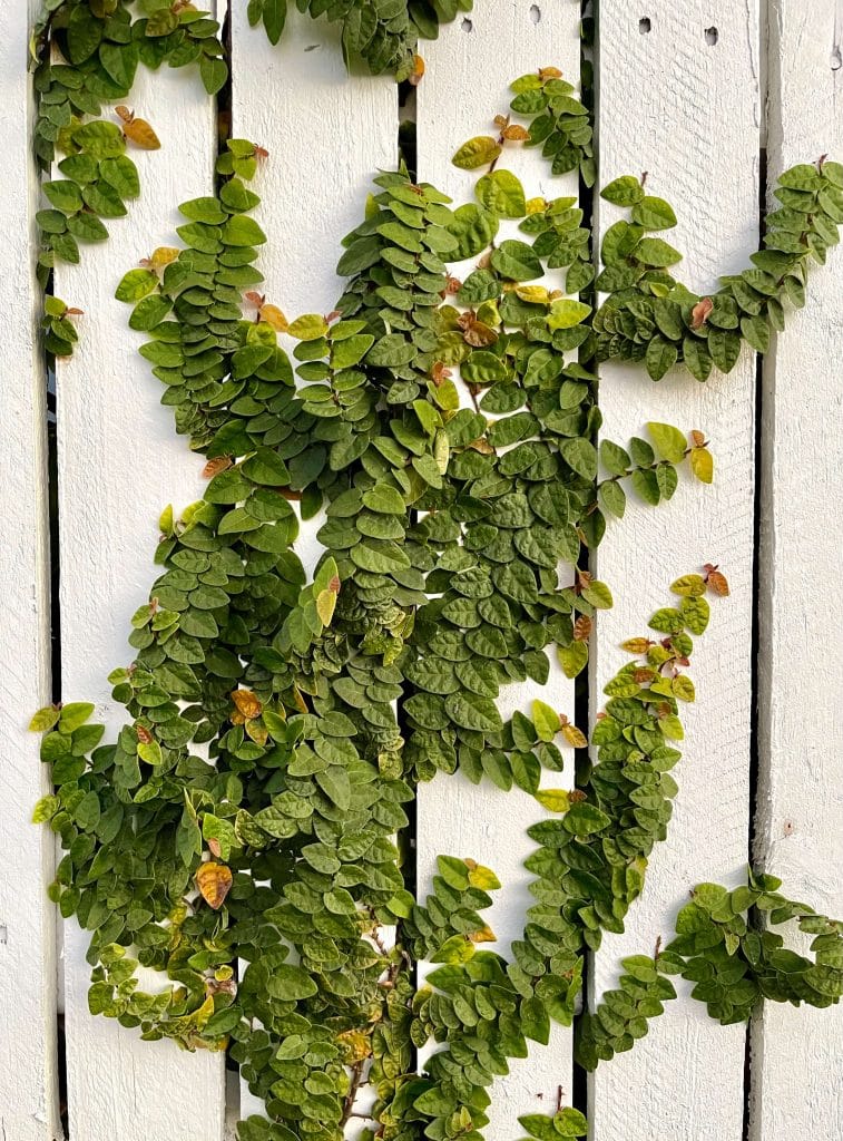 Ficus pumila or creeping fig growing on fence in Richlands Brisbane